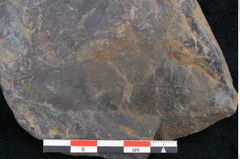 Foto (Detailansicht) von Cupanites novae zeelandiae Ettingshausen (NHMW-GEO-2024-0188-10256)